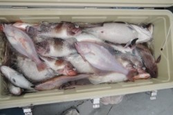 ワープゾーン 釣果 投稿