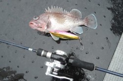 ワープゾーン 釣果