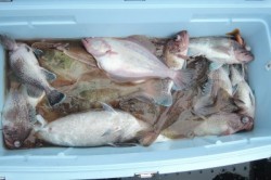 ワープゾーン 釣果