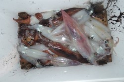 ワープゾーン 釣果