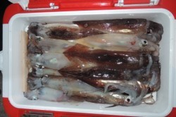 ワープゾーン 釣果