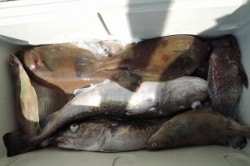 ワープゾーン 釣果