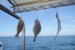 ワープゾーン 釣果