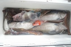 ワープゾーン 釣果