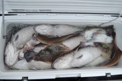 ワープゾーン 釣果