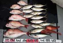 オーシャンスター(Ocean Star) …