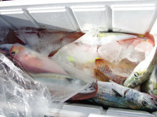 Big One　ビッグワン 釣果