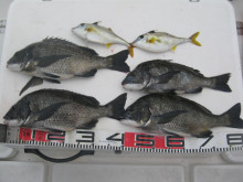 ＪＤＩ　Ｒａｃｉｎｇ　シールズマリンレジャ…