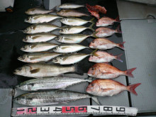 オーシャンスター(Ocean Star) …