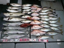 オーシャンスター(Ocean Star) …