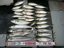 オーシャンスター(Ocean Star) …