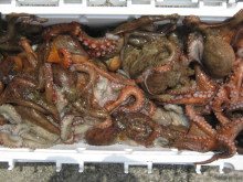 ＪＤＩ　Ｒａｃｉｎｇ　シールズマリンレジャー 釣果