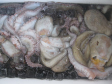 ＪＤＩ　Ｒａｃｉｎｇ　シールズマリンレジャー 釣果