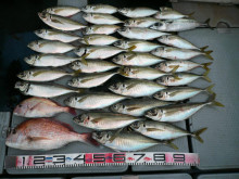 オーシャンスター(Ocean Star) …