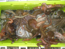 ＪＤＩ　Ｒａｃｉｎｇ　シールズマリンレジャ…