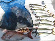 ＪＤＩ　Ｒａｃｉｎｇ　シールズマリンレジャ…