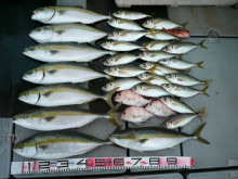 オーシャンスター(Ocean Star) …