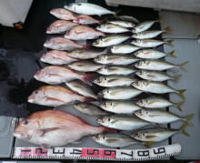 オーシャンスター(Ocean Star) …