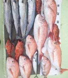 水天丸 釣果 投稿