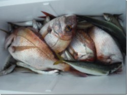 からこと丸 釣果 投稿