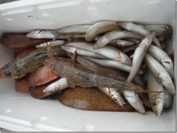 からこと丸 釣果 投稿