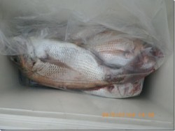 からこと丸 釣果 投稿