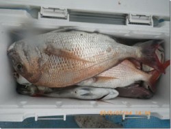 からこと丸 釣果 投稿