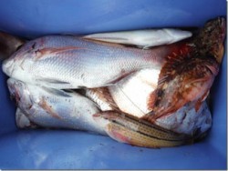 からこと丸 釣果 投稿