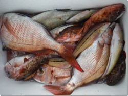 からこと丸 釣果 投稿