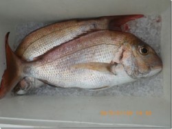 からこと丸 釣果 投稿