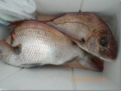 からこと丸 釣果 投稿