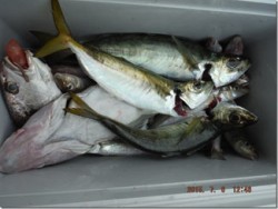 からこと丸 釣果 投稿