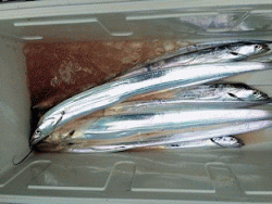 橋安丸 釣果 投稿