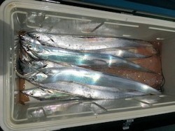 橋安丸 釣果 投稿