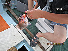 遊漁船 未紗奈 釣果