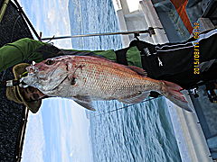 遊漁船 未紗奈 釣果