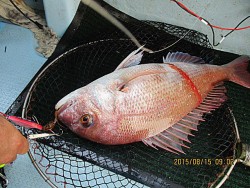 遊漁船 未紗奈 釣果