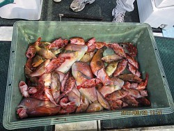 遊漁船 未紗奈 釣果