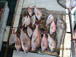 遊漁船 未紗奈 釣果