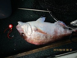 遊漁船 未紗奈 釣果