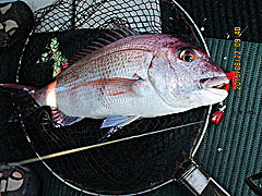 遊漁船 未紗奈 釣果