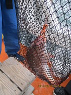 遊漁船 未紗奈 釣果