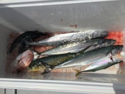 オーシャンキッズ 釣果