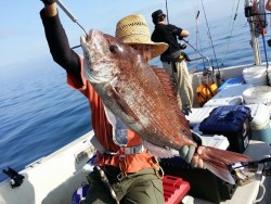 鯛多ニック 釣果