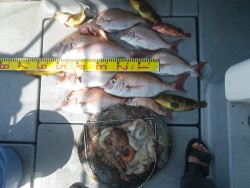 sea boss　シーボス 釣果