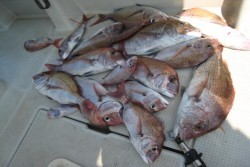 アンタレス 釣果