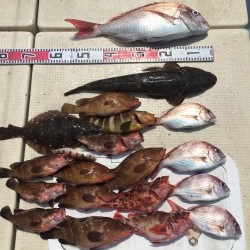 リトルワン 釣果