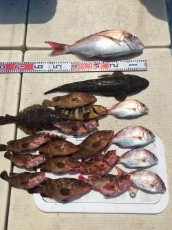 リトルワン 釣果