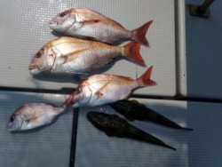 Fishing guide かわい 釣果