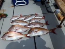 Fishing guide かわい 釣果